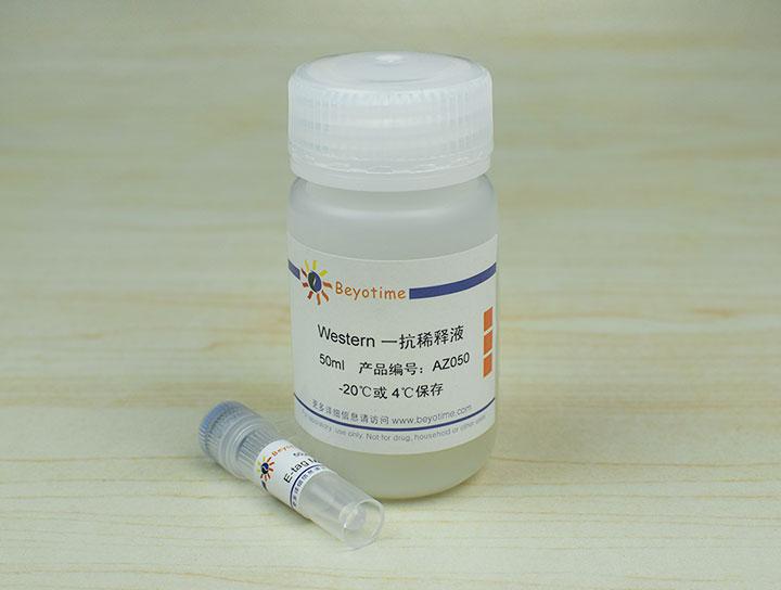 E-tag Mouse Monoclonal Antibody
